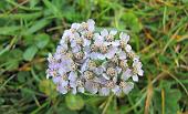 12 Achillea